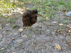 Nycticorax nycticorax