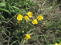 Amblyolepis setigera