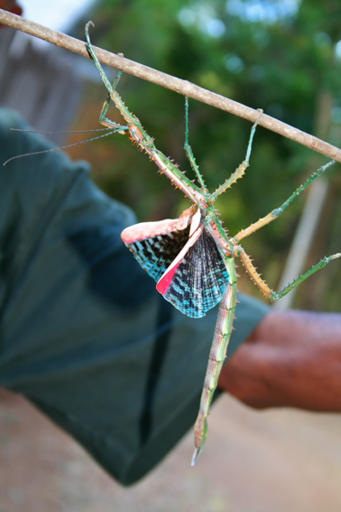 Achrioptera