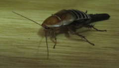 Temnopteryx phalerata