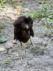 Nycticorax nycticorax