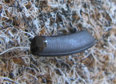 Temnopteryx phalerata