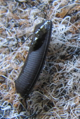 Temnopteryx phalerata