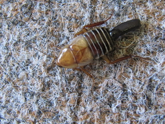 Temnopteryx phalerata