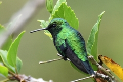 Chlorostilbon gibsoni