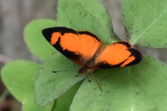 Tegosa anieta
