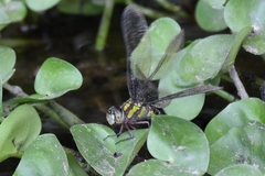 Rhionaeschna cornigera