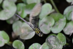 Rhionaeschna cornigera