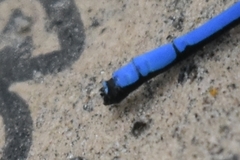 Argia medullaris