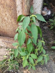 Elsholtzia ciliata