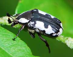 Elaphinis delagoensis