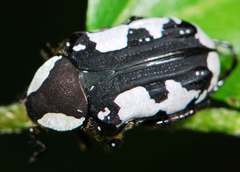 Elaphinis delagoensis