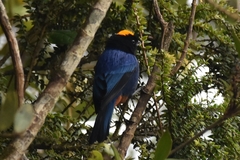 Iridosornis rufivertex