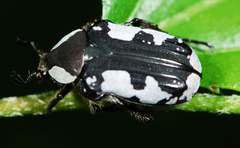 Elaphinis delagoensis