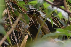 Kleinothraupis atropileus atropileus