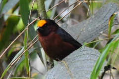 Catamblyrhynchus diadema