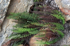 Cheilanthes contracta