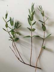 Kalmia polifolia