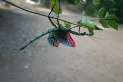 Achrioptera spinosissima