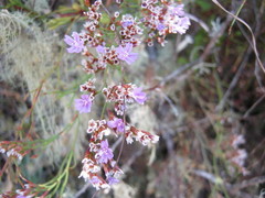 Limonium scabrum scabrum