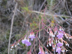 Limonium scabrum scabrum