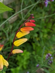 Ipomoea lobata