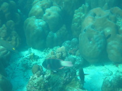 Chlorurus troschelii