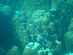 Chlorurus troschelii