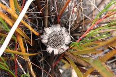 Protea scabra