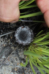 Protea scabra
