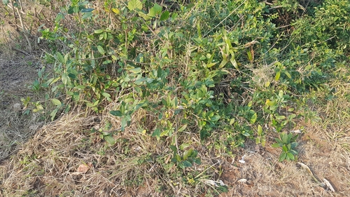 Scrambling fig (Ficus burtt-davyi)