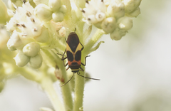 Craspeduchus variegatus
