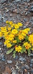 Senecio leucanthemifolius caucasicus