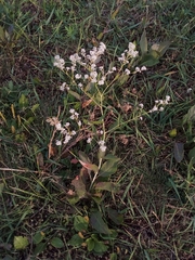 Lepidium latifolium