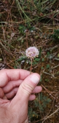 Allium roseum