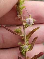 Rhopalomyia gemmaria