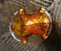 Aspidimorpha quadriremis