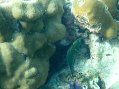 Halichoeres marginatus