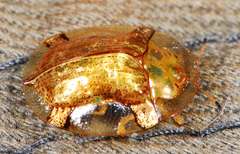 Aspidimorpha quadriremis