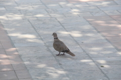 Streptopelia decaocto