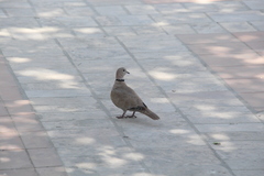 Streptopelia decaocto