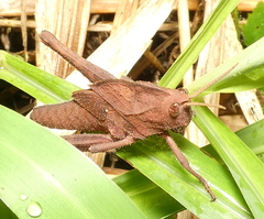 Xyleus discoideus angulatus