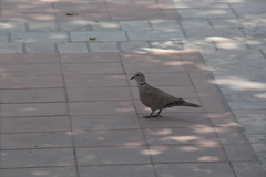 Streptopelia decaocto