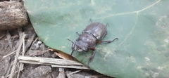Lucanus capreolus