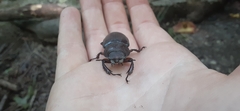 Lucanus capreolus