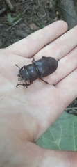 Lucanus capreolus