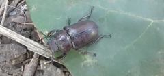Lucanus capreolus