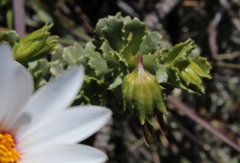 Dimorphotheca cuneata