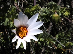 Dimorphotheca cuneata