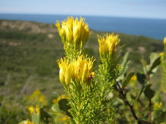 Pteronia uncinata